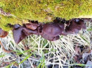 Auricularia auricula-judae