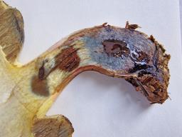 Caloboletus polygonius