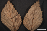 Triphragmium ulmariae