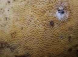 Lentinus brumalis