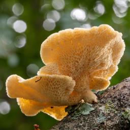 Neofavolus alveolaris