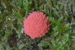 Tubifera ferruginosa
