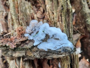 Ceratiomyxa fruticulosa