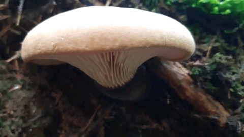 Tapinella atrotomentosa