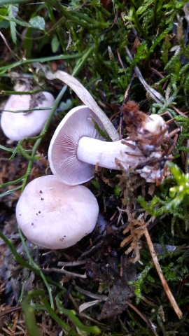 Lepista glaucocana
