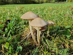 Psathyrella marquana