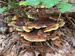 Phaeolus schweinitzii