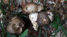 Catathelasma imperiale