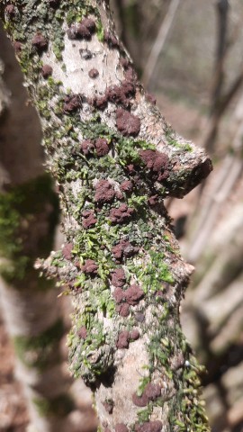 Hypoxylon fuscum