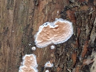 Gloeoporus taxicola