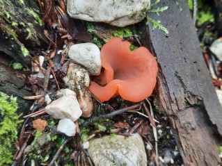 Guepinia helvelloides