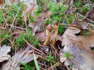 Tolypocladium capitatum