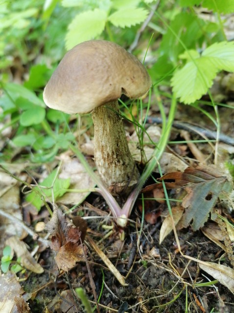 Leccinellum pseudoscabrum