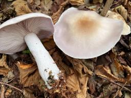 Lepista glaucocana