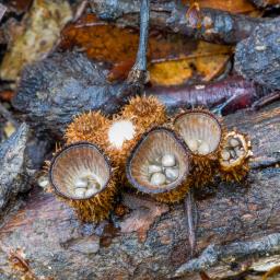 Cyathus striatus