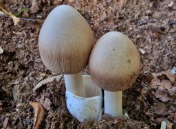 Amanita battarrae