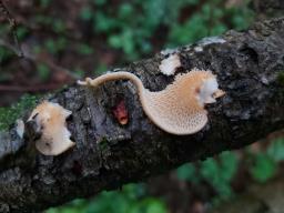 Neofavolus alveolaris