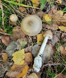 Amanita coryli