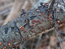 Nectria cinnabarina
