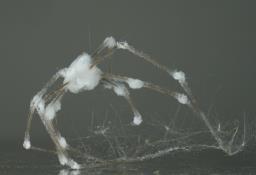 Gibellula pulchra