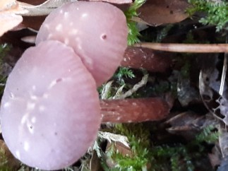 Laccaria amethystina