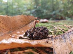 Auriscalpium vulgare