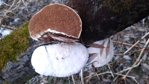 Trametes suaveolens