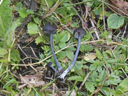 Entoloma chalybeum
