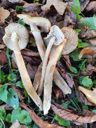 Armillaria mellea