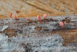 Typhula micans