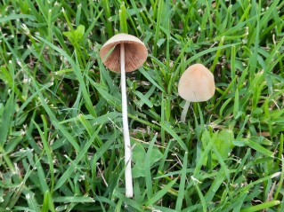 Conocybe apala