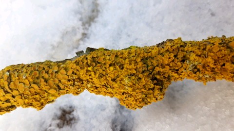 Xanthoria parietina