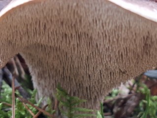 Sarcodon imbricatus