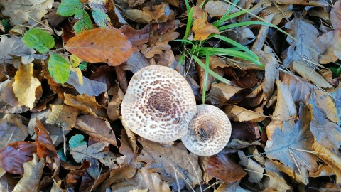 Cystoderma amianthinum