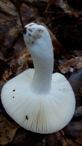 Russula rosea