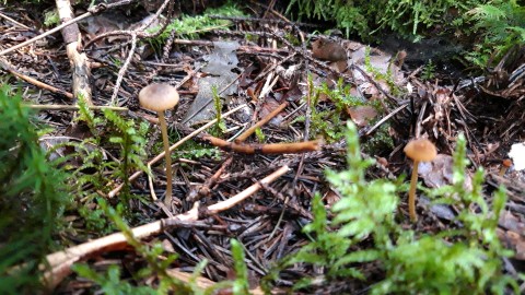 Mycena aurantiomarginata