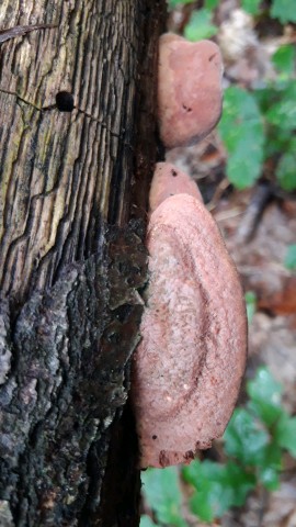 Hapalopilus nidulans