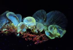Sarcomyxa serotina