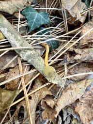Leotia lubrica