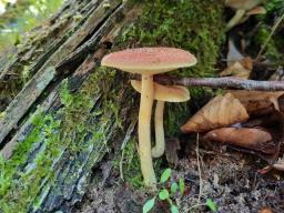 Tricholomopsis flammula