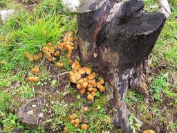 Coprinellus micaceus
