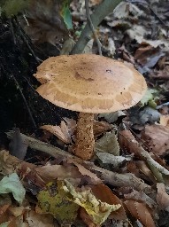 Hebeloma radicosum