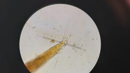 Xanthoporia radiata