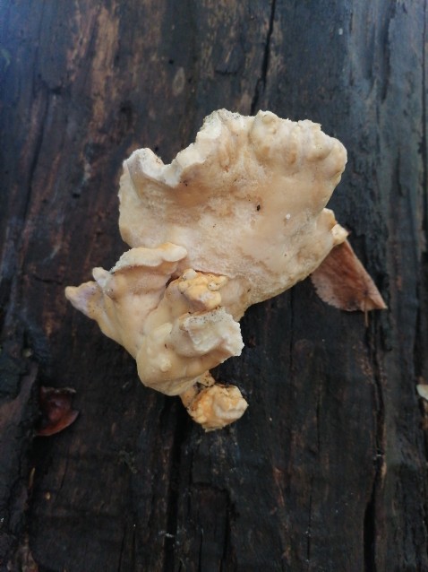 Laetiporus sulphureus