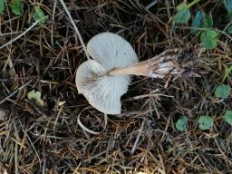 Rhodocollybia butyracea