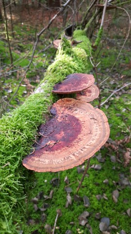 Daedaleopsis confragosa