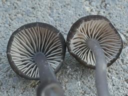 Entoloma chalybeum