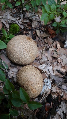 Scleroderma citrinum