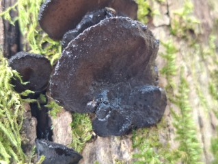 Exidia glandulosa