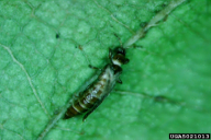 Taeniothrips inconsequens
